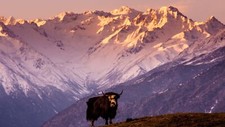 Landscape nature animals yaks himalayas tibet hills Custom Gaming Mat Desk picture