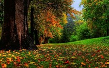 Landscape nature fall trees fallen Custom Gaming Mat Desk picture