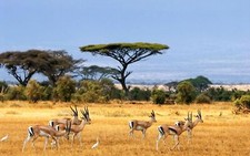 Landscape nature savannah animals wildlife africa Custom Gaming Mat Desk picture