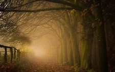Landscape path leaves forest mist nature trees fence Custom Gaming Mat Desk picture