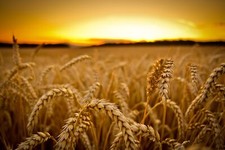 Landscape field sunset macro wheat depth of sunlight Custom Gaming Mat Desk picture