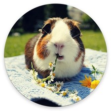 Pad, Cute Eating Guinea Pig Pads with Design, Round Washable Cloth Personaliz... picture
