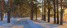 Landscape nature morning sunlight forest road winter Custom Gaming Mat Desk picture