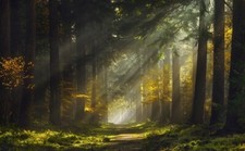Landscape mist forest sunlight trees grass sunbeams path Custom Gaming Mat Desk picture