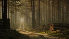 Landscape forest mist trees sunlight grass morning Custom Gaming Mat Desk picture