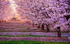 Landscape nature pink flowers trees leaves japan cherry Custom Gaming Mat Desk picture