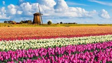 Landscape netherlands flowers windmill nature Custom Gaming Mat Desk picture