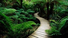 Landscape nature green wooden Custom Gaming Mat Desk picture