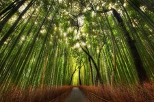 Landscape nature bamboo forest trees r kyoto japan Custom Gaming Mat Desk picture