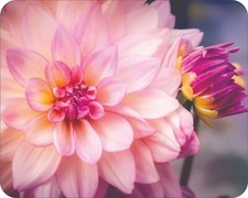 Wild Flowers Floral Art Colorful  Art Mousepad 7 x 9 Art mouse pad picture