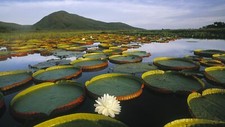 Landscape nature lake mountains water lilies plants Custom Gaming Mat Desk picture