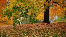 Landscape nature fall leaves Custom Gaming Mat Desk picture