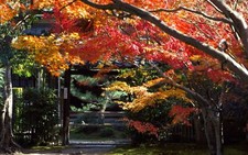 Landscape japan kyoto trees leaves garden Custom Gaming Mat Desk picture