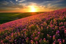 Landscape nature sunset flowers hills field spring Custom Gaming Mat Desk picture