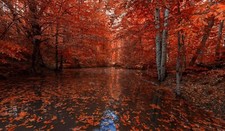 Landscape nature photography fall red leaves river Custom Gaming Mat Desk picture