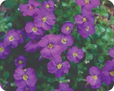 Wild Flowers Floral Art Colorful  Art Mousepad 7 x 9 Art mouse pad picture