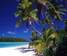 TROPICAL BEACH PALM TREE  # 28  MOUSE PAD 9 X 7  picture