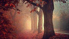 Landscape fall mist trees nature leaves forest Custom Gaming Mat Desk picture
