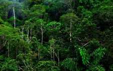 Landscape nature forest rainforest jungle Custom Gaming Mat Desk picture
