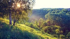 Landscape trees forest nature birch sunlight plants Custom Gaming Mat Desk picture