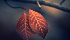 Landscape fall nature macro depth of field leaves Custom Gaming Mat Desk picture