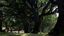 Landscape nature trees shadow branch dappled sunlight Custom Gaming Mat Desk picture