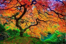 Landscape trees leaves seasons fall nature plants Custom Gaming Mat Desk picture