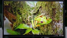 LG 32QK500 32in QHD 1440p LCD  Adaptive-Sync picture